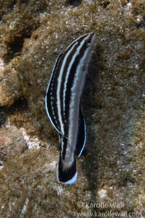 Yellowstripe or Blackstripe Coris, Female i